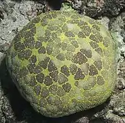A very spiny specimen from Fiji.