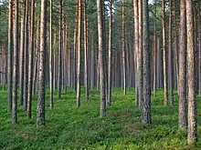 Forests cover over half the landmass of Estonia