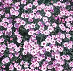 Pink flowers bloom in Wolmyeongdong during the flower festival
