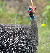 Helmeted guineafowl, Numida meleagris, feathers transition from barred to spotted, both in-feather and across the bird