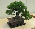 Pinus thunbergii var. corticata Bonsai
