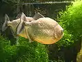 Piranhas