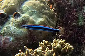 Bluestriped fangblenny (Plagiotremus rhinorhynchos)