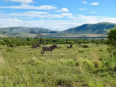 Plains zebra and Blue wildebeest