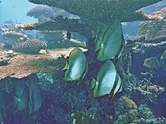 Orbicular batfish (Platax orbicularis)