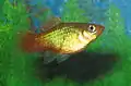 ‘Sunset’ platy