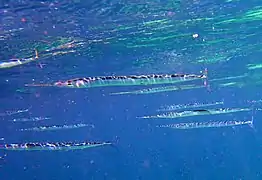 Keeltail needlefish (Platybelone argalus)