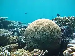 Brain coral (Platygyra sinensis)