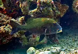Harlequin sweetlips (Plectorhinchus chaetodonoides)