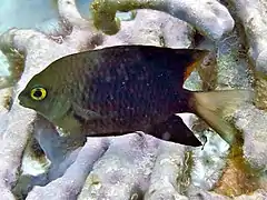 Jewel damselfish (Plectroglyphidodon lacrymatus)