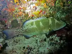 Black-saddle coral grouper (Plectropomus laevis)