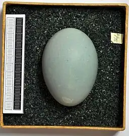 Egg, Collection Museum Wiesbaden