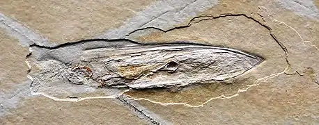 Fossil Plesioteuthis from the Tithonian (c. 150 Mya, upper Jurassic), Solnhofen, Germany
