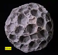 Pleurodictyum americanum, Kashong Shale, Middle Devonian of New York