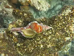 Filifusus filamentosus