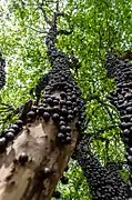 Jabuticaba (Plinia cauliflora)