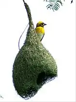 A baya weaver on his unfinished nest, northern India