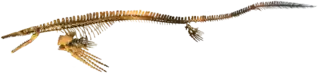 Skeleton mount of Plotosaurus bennisoni.