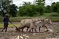 Yoke on bullock used for ploughing, India