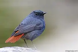 Male, Chaffi, Nainital, Uttarakhand