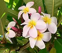 Plumeria in the Jardin des Plantes de Lille, Lille, France.
