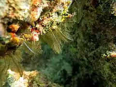 Hydrozoan of the Plumularioidea group