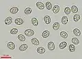 Pluteus cervinus spores