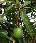 Mango -- Mangifera indica the tree is Maa Maram & the fruit is Maangaai மாம்பழம் in Tamil. The fruit is called Keri in Gujarati, आंबा in Marathi and Aam in Hindi], "maamidi" in Telugu, ಮಾವಿನ ಕಾಯಿMaavina kaayi in Kannada I..