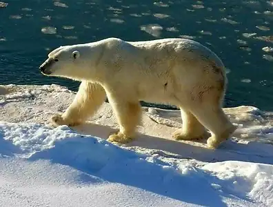 Polar bears, among the largest bears (consistent with Bergmann's rule), are vulnerable to global warming.