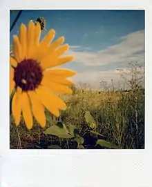 A sample shot of Polaroid Type 600, ISO 640, color film, 2009