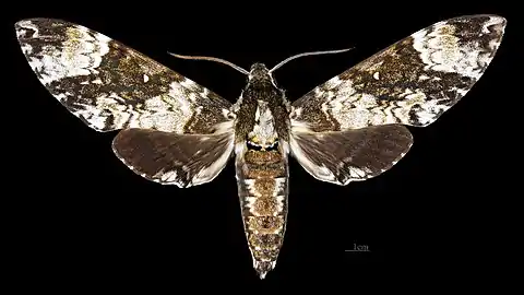 Poliana leucomelas ♀