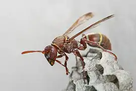 Polistes sp. wasp on a nest
