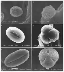 Microscopic images of the pollen of several Hypericum species