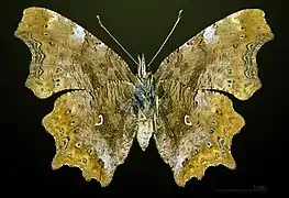 Female underside