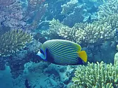Emperor angelfish (Pomacanthus imperator)