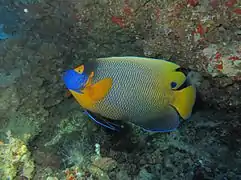 Blueface angelfish (Pomacanthus xanthometopon)