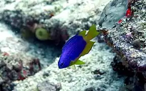 Caerulean damselfish (Pomacentrus caeruleus)