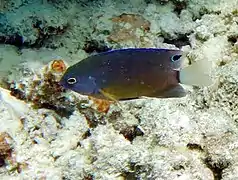 Whitetail damselfish (Pomacentrus chrysurus)