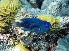 Indian damselfish (Pomacentrus indicus)