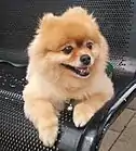 Cream-colored Pomeranian