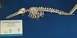 La Plata dolphin (skeleton)