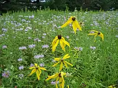 Native prairie grasses and flowers in Antigo