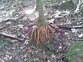 Roots of Prestoea acuminata var. montana in El Yunque
