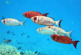 Crescent-tail bigeye (Priacanthus hamrur)