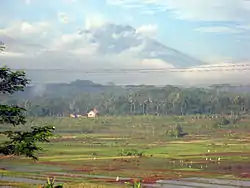 Rice fields in Pringsurat, Temanggung Regency