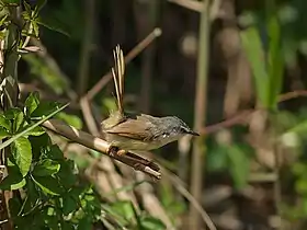Prinia flaviventris