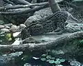 Fishing cat