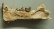 Prosansanosmilus mandible