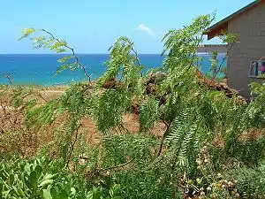 Invasive species – Prosopis juliflora