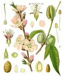 Botanical illustration